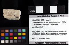 Foto (Objket + Etiketten) von Goniodromites bidentatus (Reuss, 1858) 